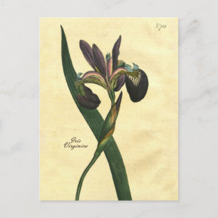 Vintage Botanical Iris Illustration Postcard