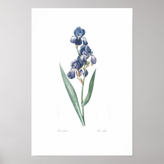 VINTAGE BOTANICAL "IRIS" REDOUTÉ POSTER (Front)