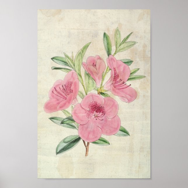 Vintage Botanical Kinghorn's Azalea Poster (Front)