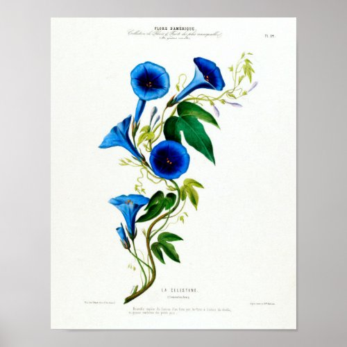 Vintage Botanical La Celestine Poster