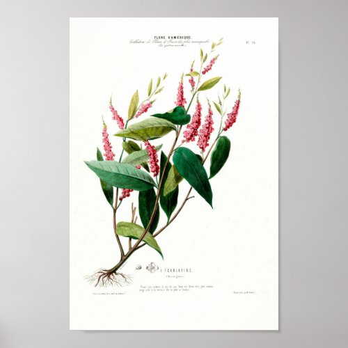 Vintage Botanical Le Carlatine Flore D Amerique Poster