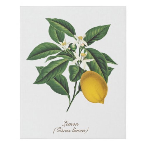 Vintage Botanical Lemon Fruit Blossom Leaves Faux Canvas Print