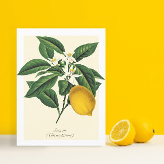 Vintage Botanical Lemon Fruit Blossom Leaves Postcard