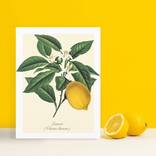 Vintage Botanical Lemon Fruit Blossom Leaves Postcard