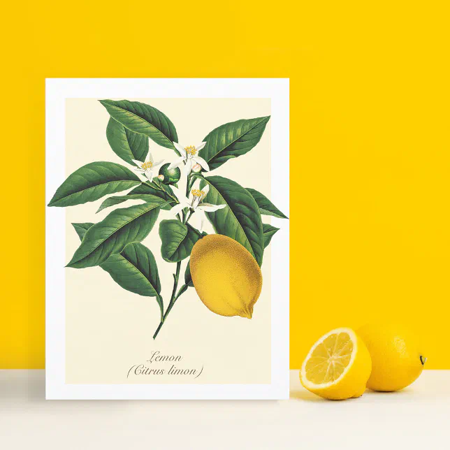 Vintage Botanical Lemon Fruit Blossom Leaves Postcard | Zazzle