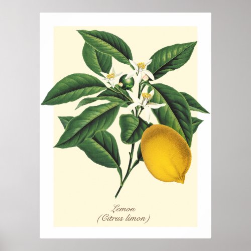 Vintage Botanical Lemon Fruit Blossom Leaves  Poster