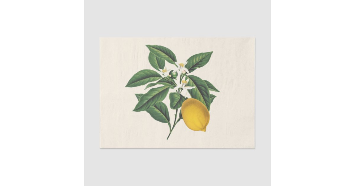 Vintage Botanical Lemon Fruit Blossom Tissue Paper | Zazzle