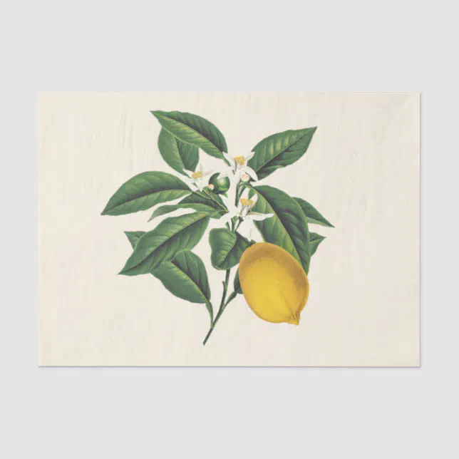 Vintage Botanical Lemon Fruit Blossom Tissue Paper | Zazzle