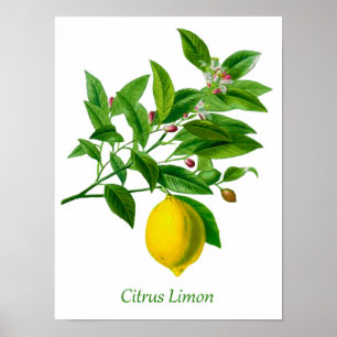 Vintage Botanical Lemon Illustration Poster
