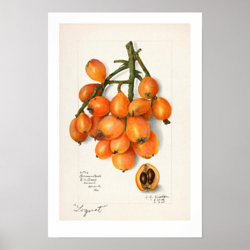 VINTAGE BOTANICAL LOQUATS AMANDA ALMIRA NEWTON POSTER