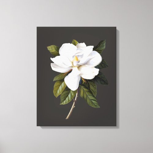 Vintage Botanical Magnolia Grandiflora Canvas Print