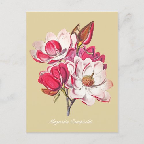 Vintage Botanical Magnolia Pink Flowers Beige Postcard