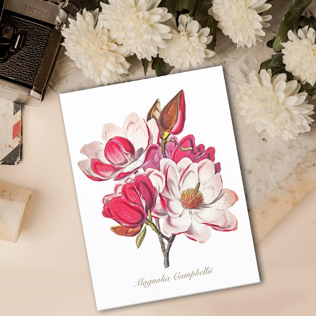 Vintage Botanical Magnolia Pink White Flowers Postcard (Creator Uploaded)