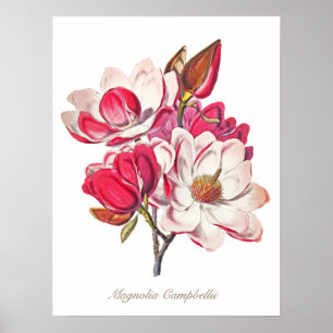 Vintage Botanical Magnolia Pink White Flowers Poster