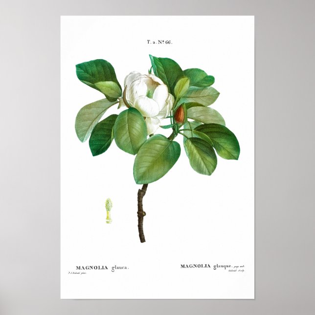 VINTAGE BOTANICAL "MAGNOLIA" REDOUTÉ POSTER (Front)