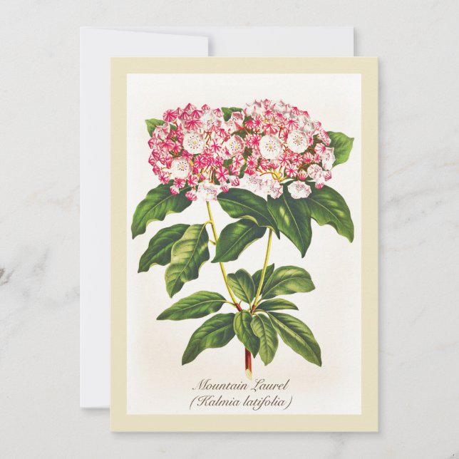 Vintage Botanical Mountain Laurel Flower  (Front)