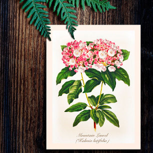 Vintage Botanical Mountain Laurel Flower Postcard