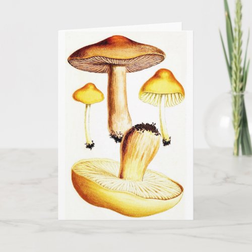 Vintage Botanical Mushrooms Card
