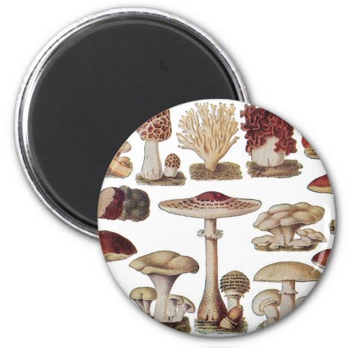 Vintage Botanical Mushrooms Magnet