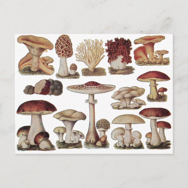 Vintage Botanical Mushrooms Postcard (Front)