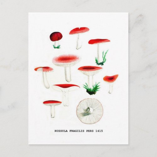 Vintage Botanical Mushrooms Postcard