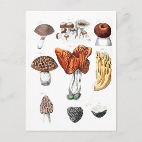 Vintage Botanical Mushrooms Postcard