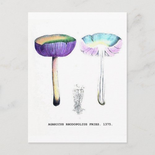 Vintage Botanical Mushrooms Postcard