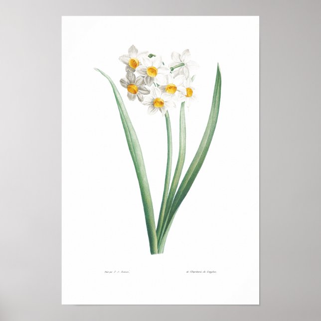 VINTAGE BOTANICAL NARCISSUS  POSTER (Front)