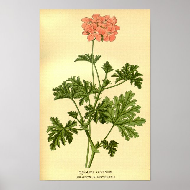 Vintage Botanical Oak Leaf Geranium Illustration  Poster (Front)