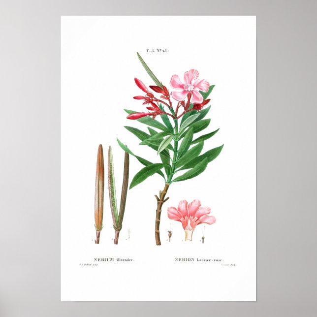 VINTAGE BOTANICAL "OLEANDER" REDOUTÉ POSTER (Front)