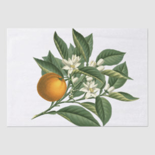 Vintage Botanical Orange Fruit and Blossom White Tissue Paper