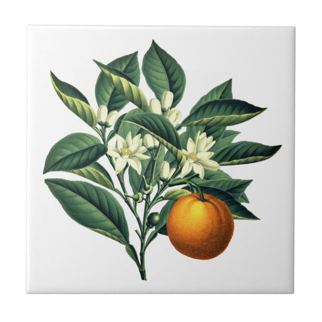 Vintage Botanical Orange Fruit Blossom Ceramic Tile (Front)