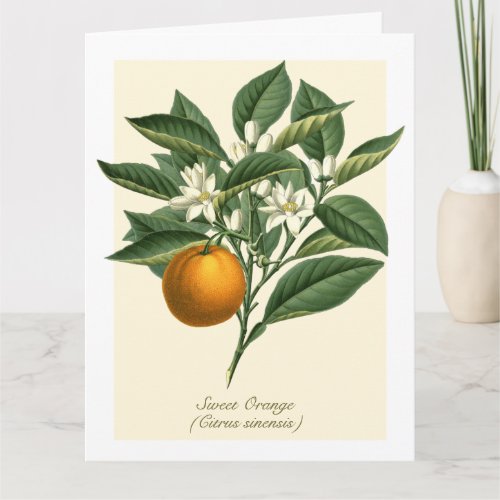 Vintage Botanical Orange Fruit Blossom Leaves Card