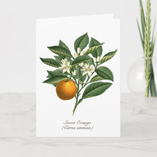 Vintage Botanical Orange Fruit Blossom Leaves Card