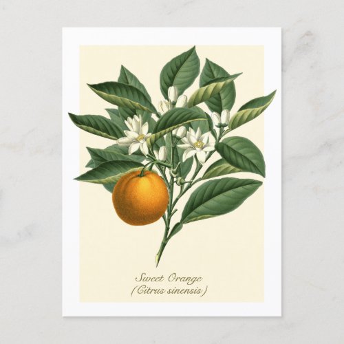 Vintage Botanical Orange Fruit Blossom Leaves  Postcard
