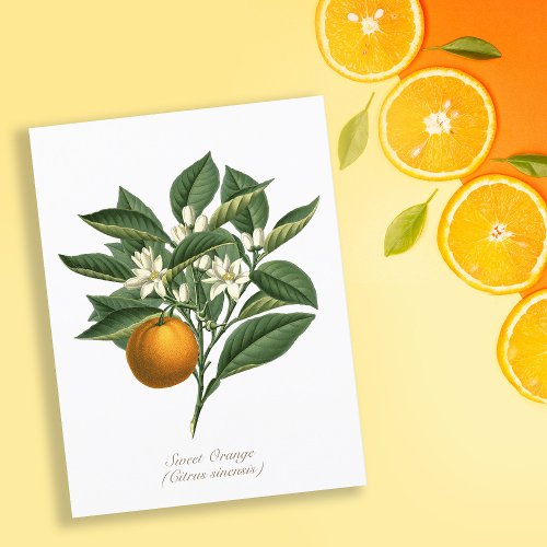 Vintage Botanical Orange Fruit Blossom Leaves Postcard