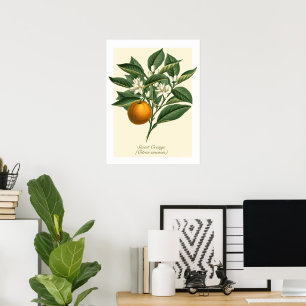 Vintage Botanical Orange Fruit Blossom Leaves Poster