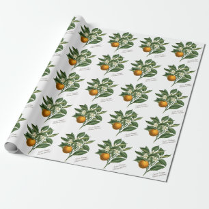 Vintage Botanical Orange Fruit Blossom Leaves Wrapping Paper