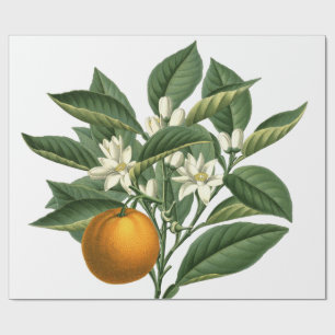 Vintage Botanical Orange Fruit Pattern on White Wrapping Paper
