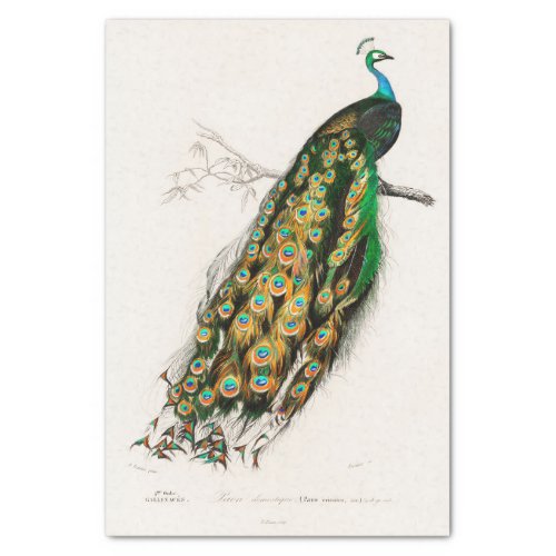 Vintage Botanical Peacock Peacocks Peafowl Tissue Paper