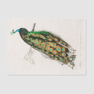 Vintage Botanical Peacock Peacocks Peafowl Tissue Paper