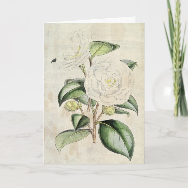 Vintage Botanical Pearl Camellia Card (Front)