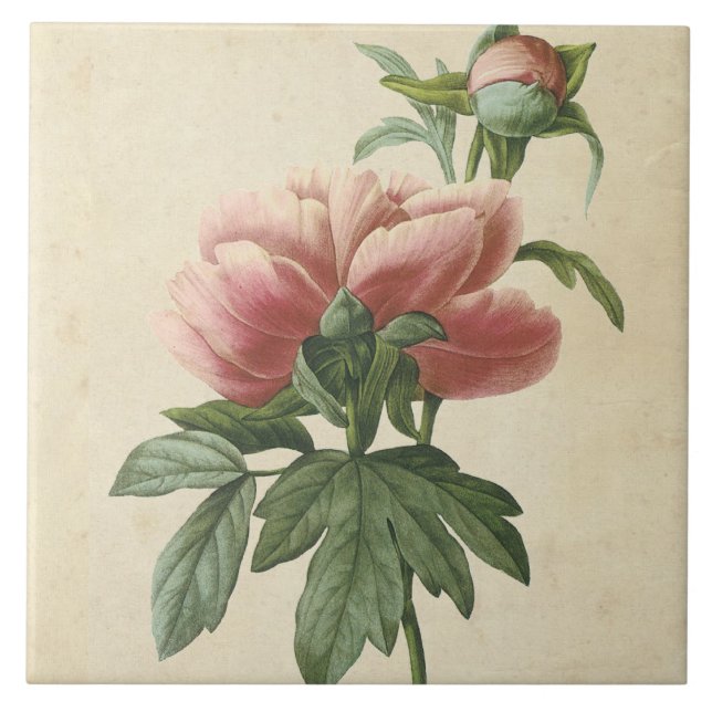 Vintage Botanical Peony Ceramic Tile (Front)