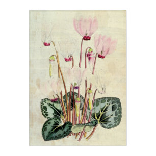 Vintage Botanical Persian Cyclamen Acrylic Print