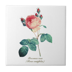 Vintage Botanical Pink Provence Rose Floral Ceramic Tile