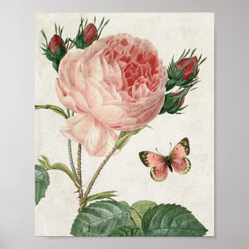 Vintage Botanical Pink Rose and Butterfly Poster