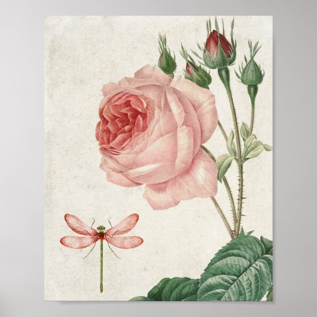Vintage Botanical Pink Rose and Dragonfly Poster (Front)