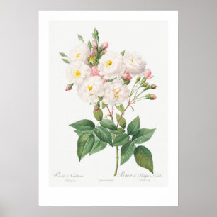 VINTAGE BOTANICAL PINK ROSE ILLUSTRATION POSTER