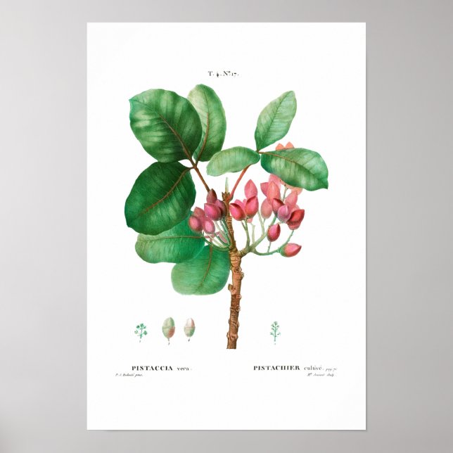 VINTAGE BOTANICAL "PISTACHIO" REDOUTÉ POSTER (Front)