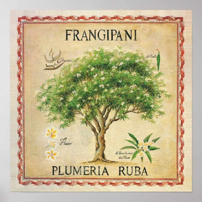 Vintage Botanical Plumeria Tree Art Deco Poster (Front)